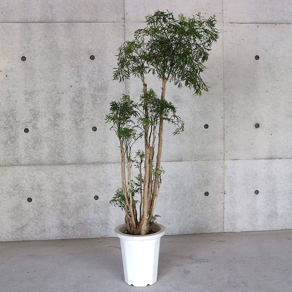 タイワンモミジ。常緑樹 。観葉植物 。鉢ごと無料で発送致します。 タイワンモミジ 10号サイズ | HITOTOKI by MAKIMO PLANT